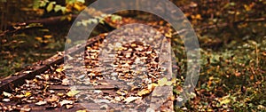 Pathway in the bright forest. Autumn falling leaves