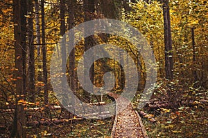 Pathway in the bright forest. Autumn falling leaves