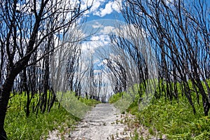 Pathway through burned bush along coastline at Cape Conran, Victoria, Australia.
