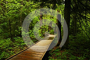 Pathway through Ceders.