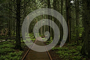 Pathway through Ceders.