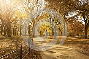 Pathway Through Central Park