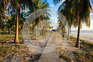 Pathway through coconut palms on tropical beach