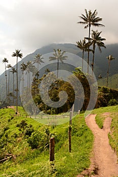 Pathway in Cocora valley. Los Nevados National Natural Park. Quindio department. Colombia