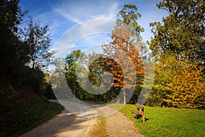 Pathway colorful in autumn through the forest, Guriezo, Cantabria, Spain