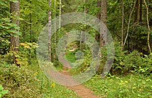 Pathway in deciduous forest at summer day