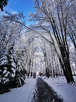 Pathway in a dense park covered in snow