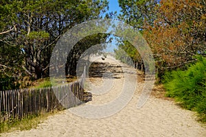 Pathway fence dunes access of sand beach in lacanau ocean atlantic coast in France