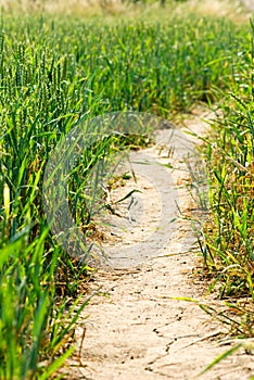 Pathway at the field of wheat