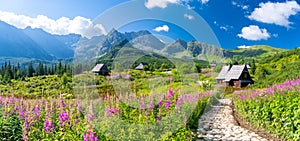 pathway through flowers meadow on hala gasienicowa in Tatra mountains in Poland