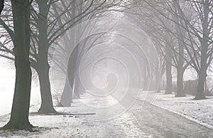 Pathway in the fog photo