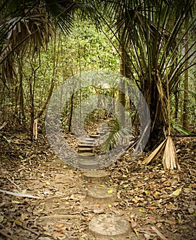 Pathway into the forest