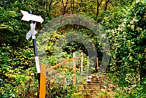 Pathway in the forest