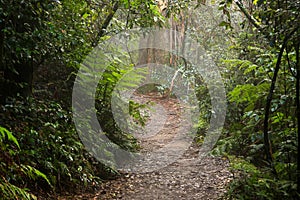 Pathway through the forest