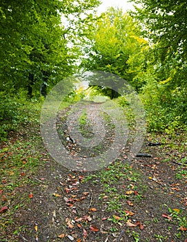 Pathway through forest