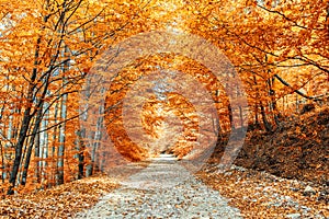 Pathway in the forest