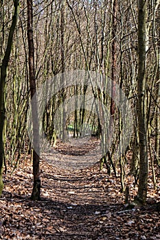 Pathway in a forest