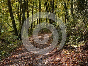 Pathway in the forest at autumn. An autumn sunny day in a forest in the German town of Ratingen