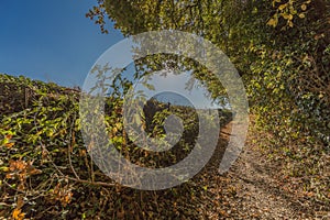 Pathway through the forest in a beautiful autumn day