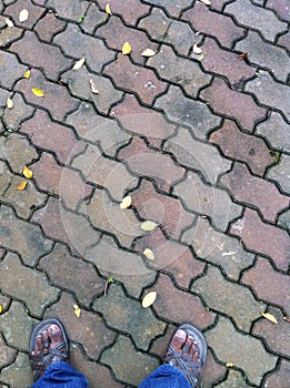 Pathway in the forest