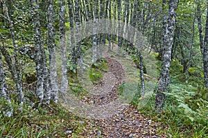 Pathway in the forest. Fall at Muniellos Biosphere reserve. Asturias