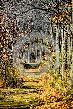 Pathway Through Forest Framed by Trees