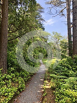 Pathway through forest in ireland