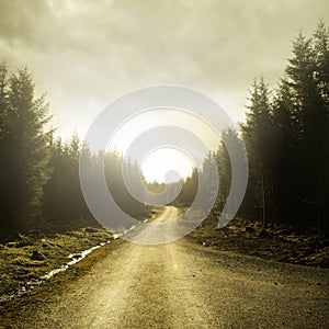 Pathway Through A Forest