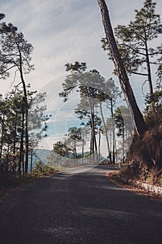 Pathway in the Forest - Road in Hills - Cypress Trees along the Road