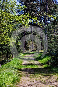 Pathway in the forest