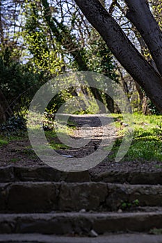 Pathway in the forest