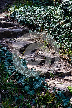 Pathway in the forest