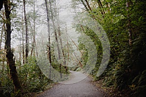 Pathway in a forest surrounded by trees and bushes under the sunlight