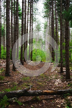 Pathway in the forest between trees with falled trunk