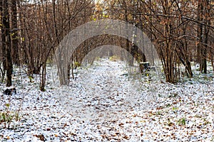 Pathway in forest of urban park covered with snow