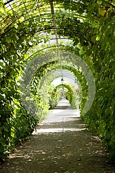 Pathway in garden