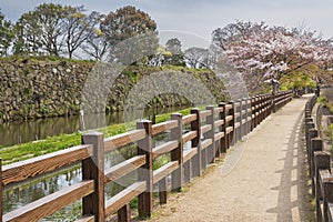 Pathway in garden