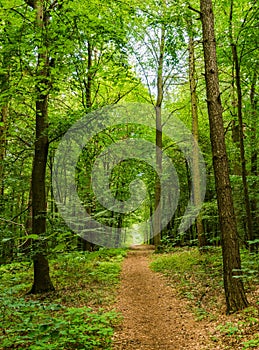 Glade at the end of track in green forest nature