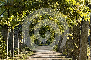 Pathway through grapevine