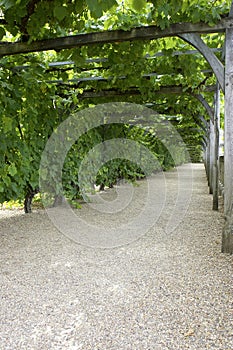 Pathway through grapevine covered pergola at chateau, de, villandry, loire, valley, france