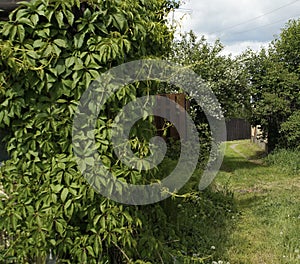 pathway green bush tree blue sky village sunlight