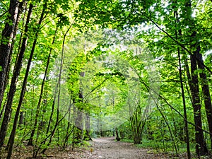 pathway in green city park in summer evening