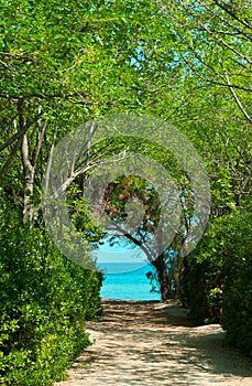 Pathway in green forest