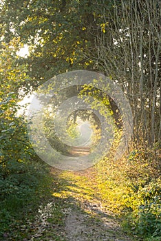 Pathway in a green forest with grass and trees