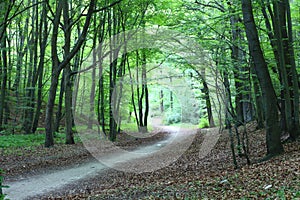 Pathway in green forest nature scenic
