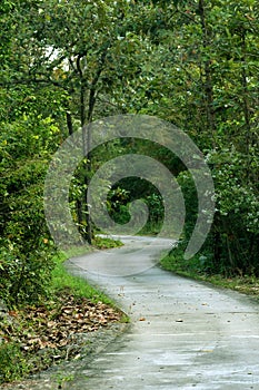 Pathway into the green forest