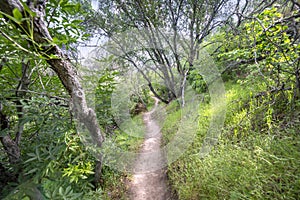 Pathway through green wooded countryside