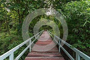 Pathway into the Jungle.  bridge at misty tropical rain forest. Travel background ...