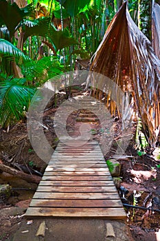 Pathway in jungle, Vallee de Mai, Seychelles