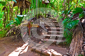 Pathway in jungle, Vallee de Mai, Seychelles